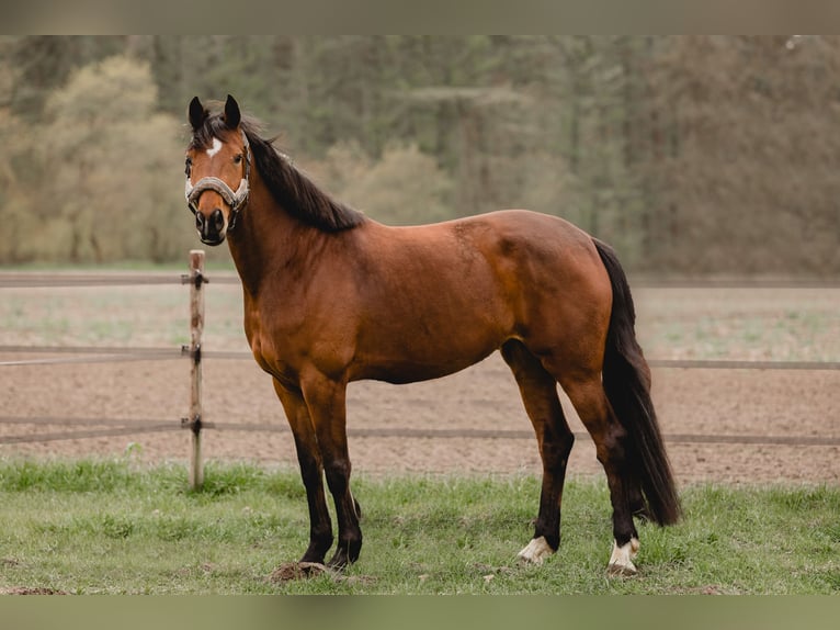 Hanoverian Mare 7 years 16 hh Brown in HarenHaren