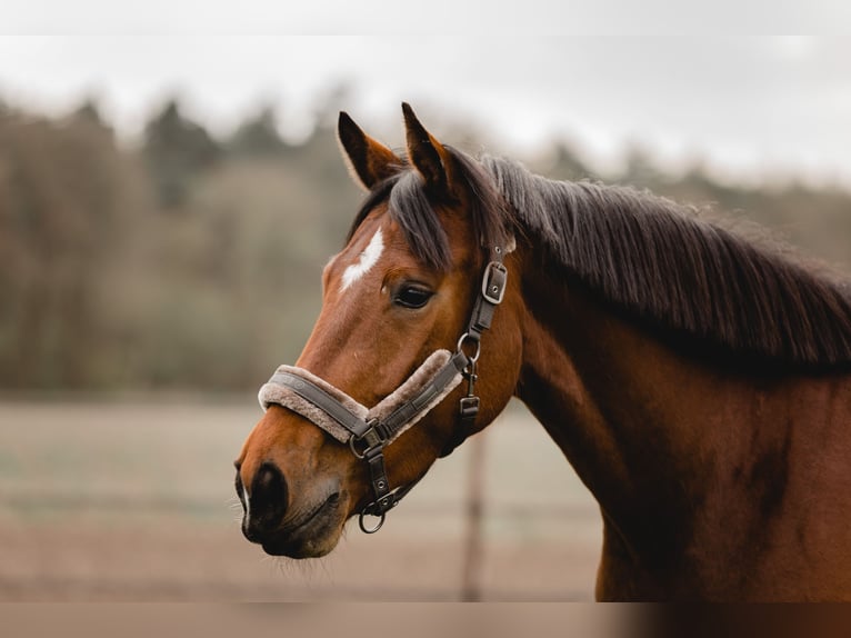 Hanoverian Mare 7 years 16 hh Brown in HarenHaren