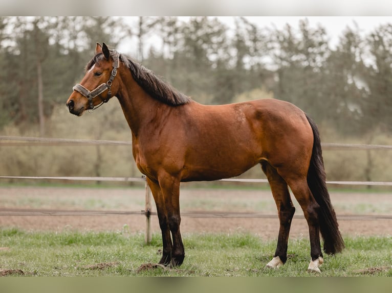 Hanoverian Mare 7 years 16 hh Brown in HarenHaren