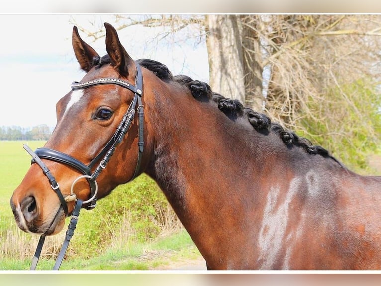 Hanoverian Mare 7 years 16 hh Brown in Neustadt am Rübenberge