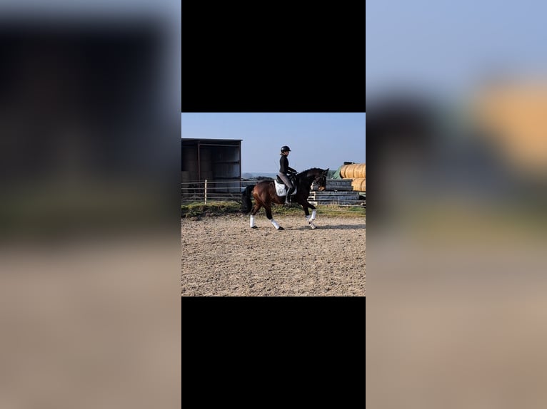Hanoverian Mare 7 years 16 hh Brown in Neustadt am Rübenberge
