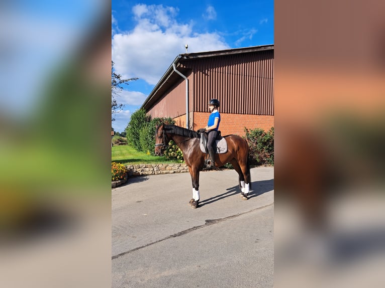 Hanoverian Mare 7 years 16 hh Brown in Neustadt am Rübenberge