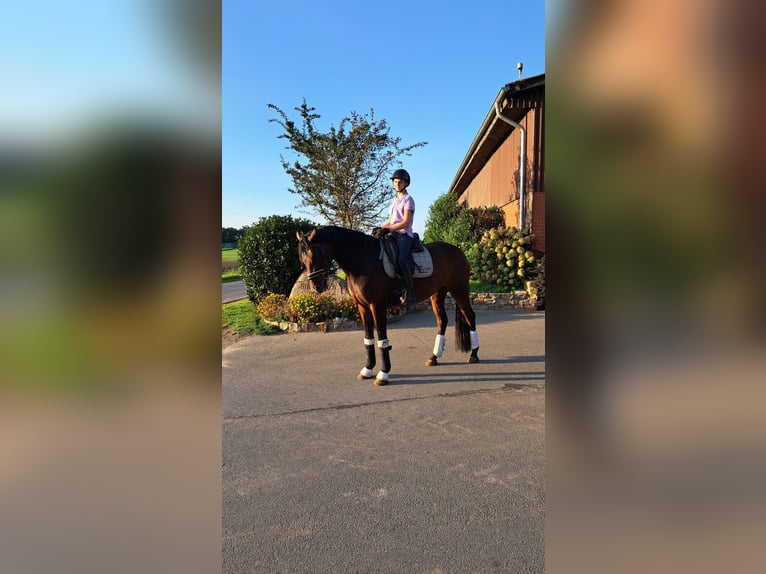 Hanoverian Mare 7 years 16 hh Brown in Neustadt am Rübenberge