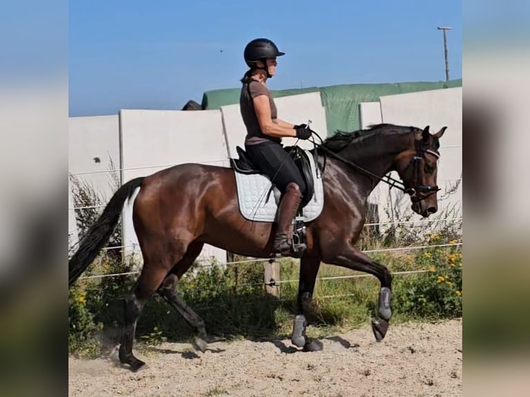 Hanoverian Mare 7 years 16 hh Brown in Neustadt am Rübenberge