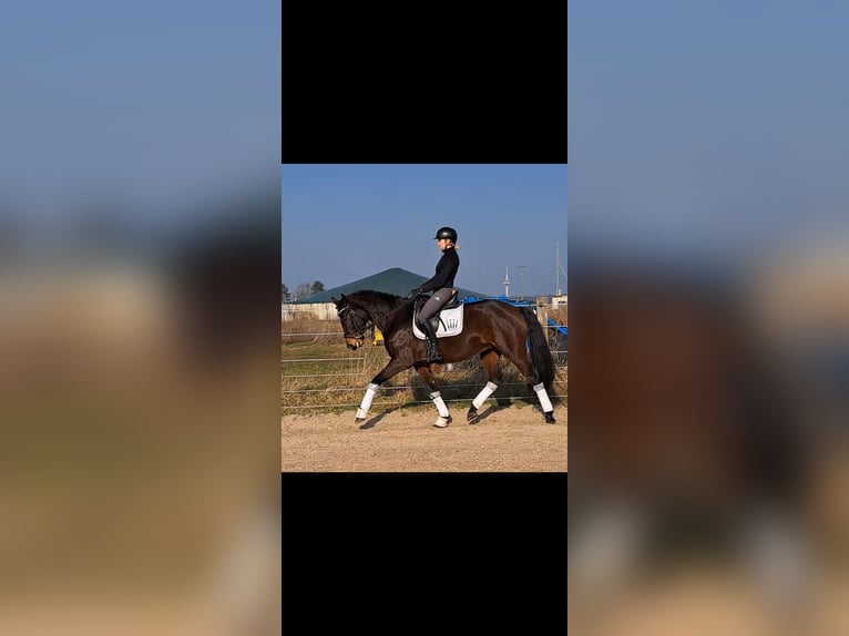 Hanoverian Mare 7 years 16 hh Brown in Neustadt am Rübenberge