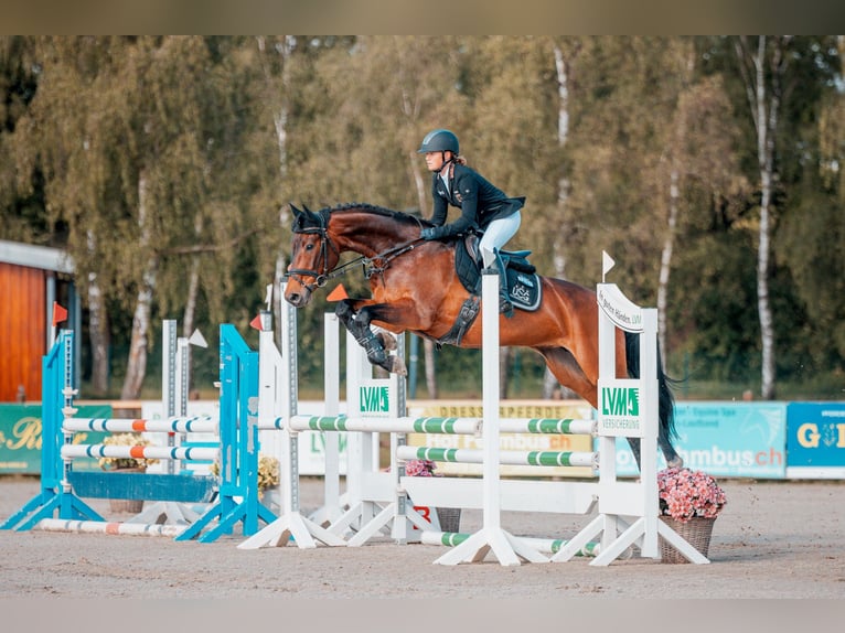 Hanoverian Mare 7 years 16 hh Brown in Egestorf