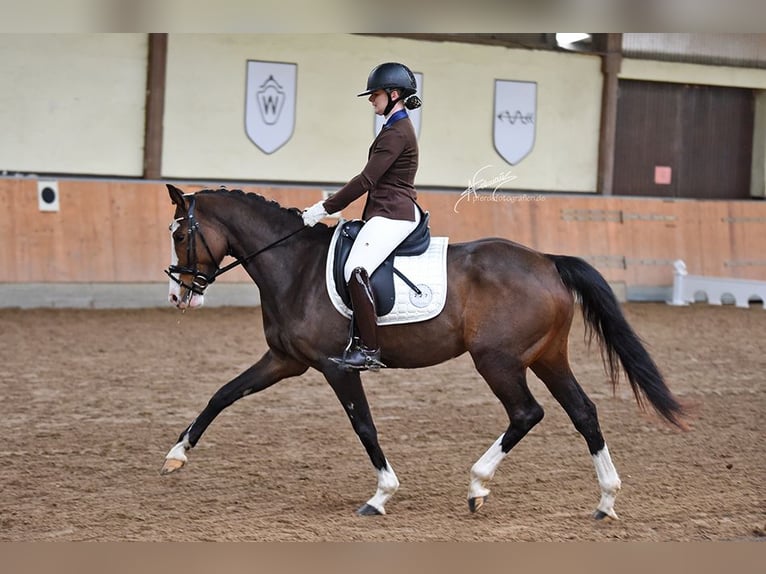 Hanoverian Mare 7 years 16 hh Brown in Leutesdorf