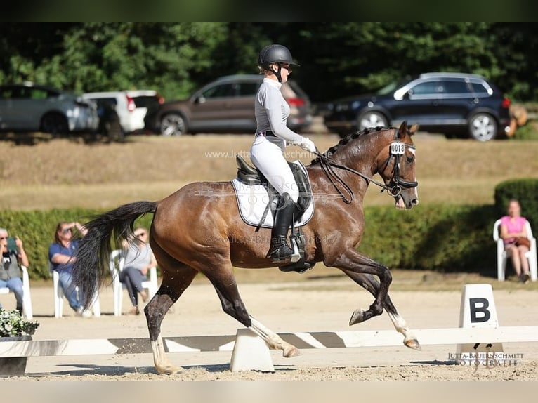 Hanoverian Mare 7 years 16 hh Brown in Leutesdorf