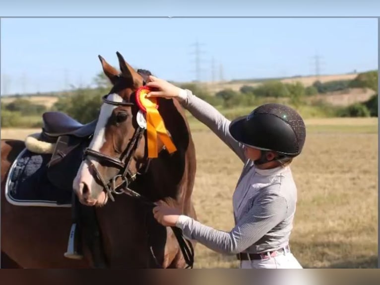Hanoverian Mare 7 years 16 hh Brown in Leutesdorf
