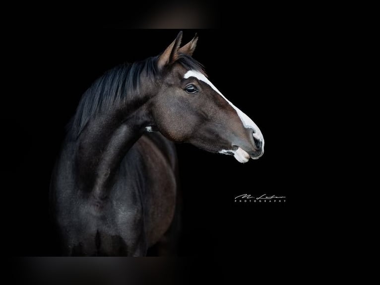 Hanoverian Mare 7 years 16 hh Brown in Leutesdorf