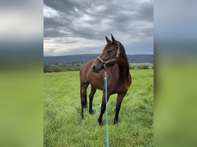 Hanoverian Mare 7 years 16 hh Brown in Bitburg