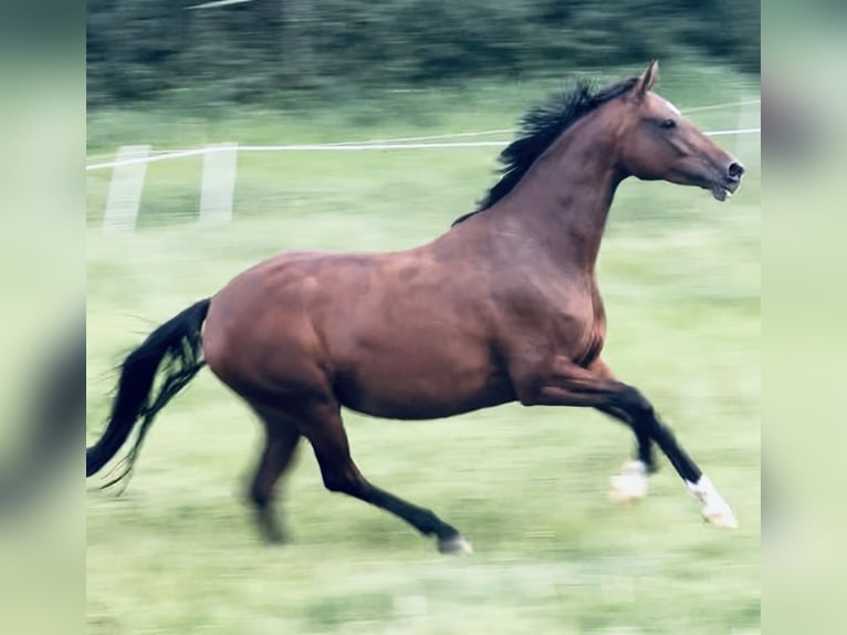 Hanoverian Mare 7 years 16 hh Brown in Bad Arolsen