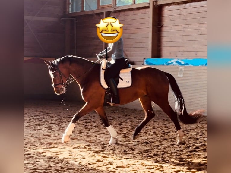 Hanoverian Mare 7 years 16 hh Brown in Bad Arolsen