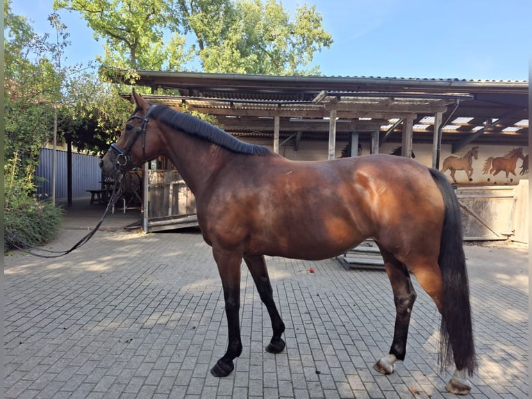 Hanoverian Mare 7 years 16 hh Brown in Burgdorf