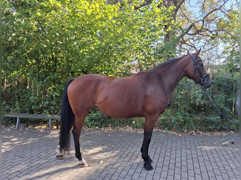 Hanoverian Mare 7 years 16 hh Brown in Burgdorf