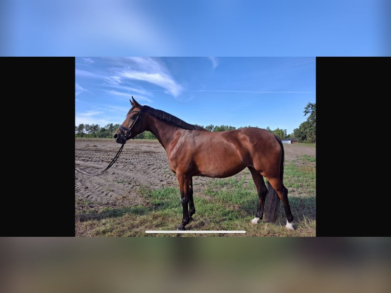 Hanoverian Mare 7 years 16 hh Brown in Burgdorf