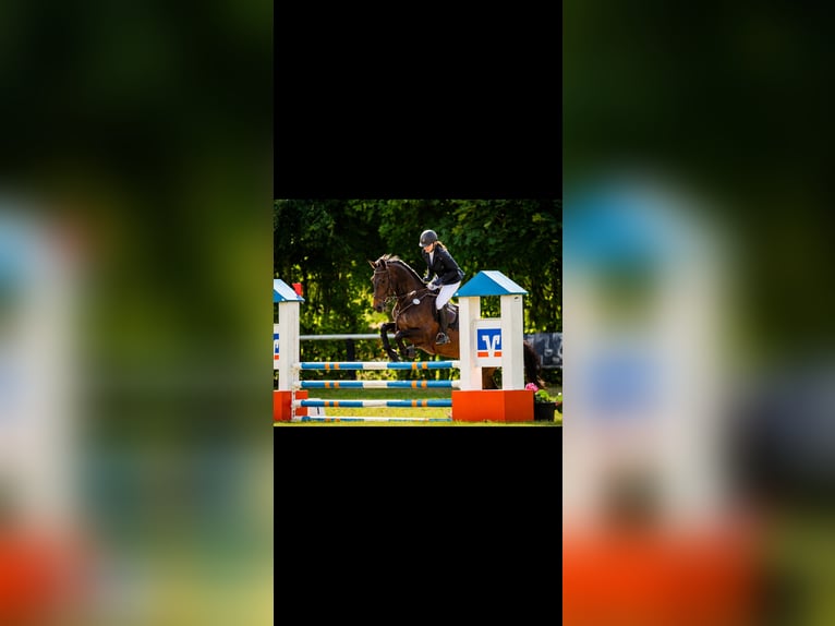 Hanoverian Mare 7 years 16 hh Brown in Berlin