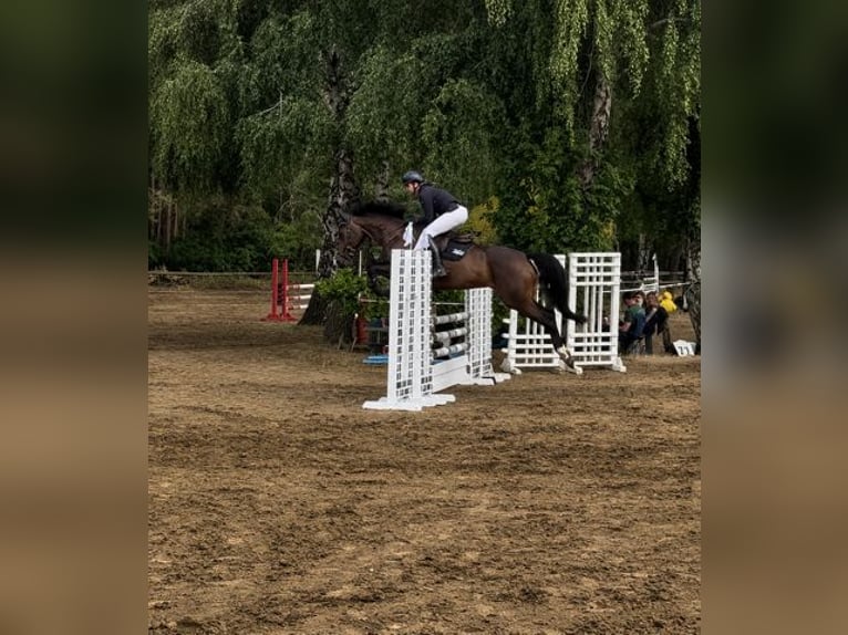 Hanoverian Mare 7 years 16 hh Brown in Berlin