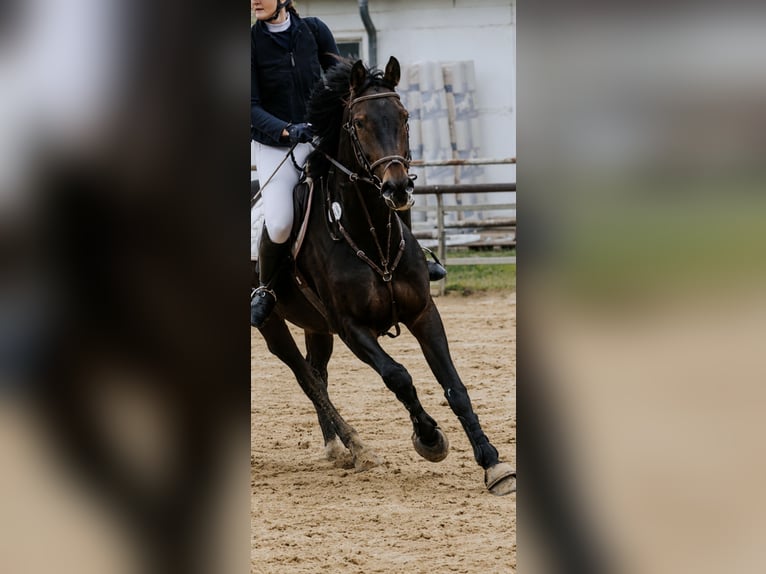 Hanoverian Mare 7 years 16 hh Brown in Berlin