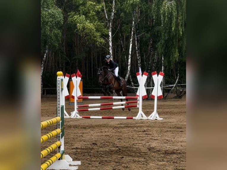 Hanoverian Mare 7 years 16 hh Brown in Berlin