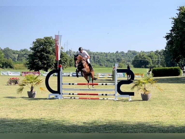 Hanoverian Mare 7 years 16 hh Brown in Sauldorf