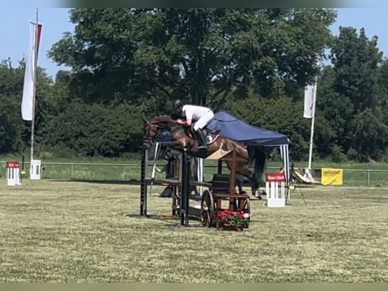 Hanoverian Mare 7 years 16 hh Brown in Sauldorf