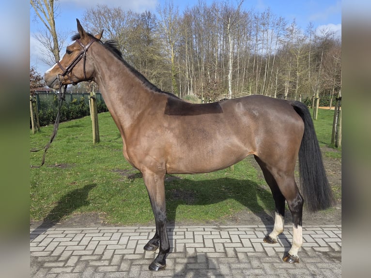 Hanoverian Mare 7 years 16 hh Brown in Wettrup