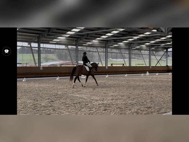 Hanoverian Mare 7 years 16 hh Chestnut in Niederwangen b. Bern