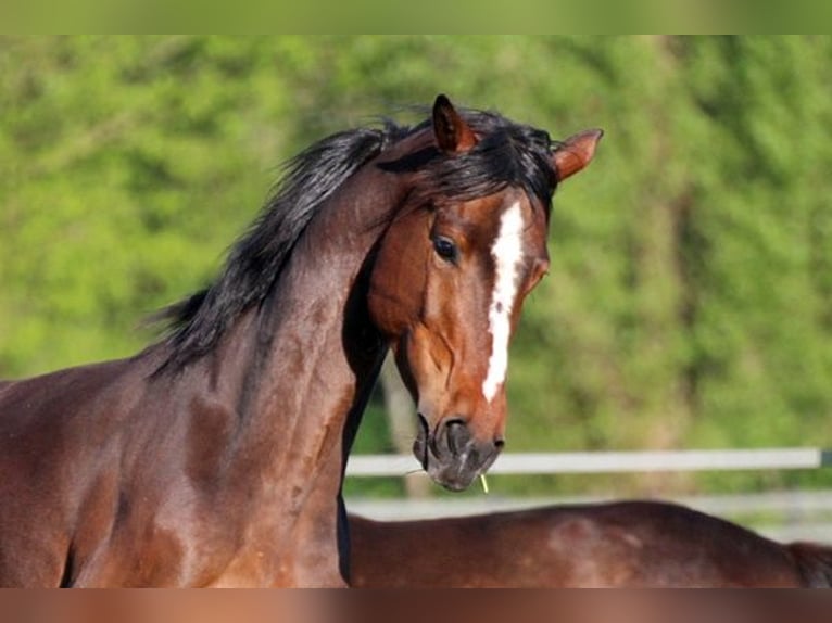 Hanoverian Mare 7 years 16 hh Chestnut in Norderstedt