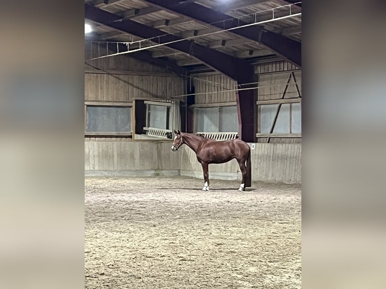 Hanoverian Mare 7 years 16 hh Chestnut-Red in Markgröningen