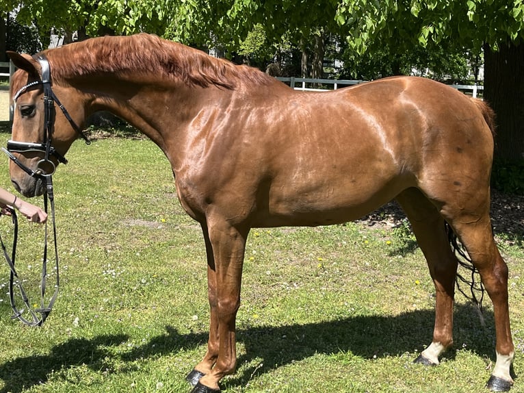 Hanoverian Mare 7 years 16 hh Chestnut-Red in Hamm