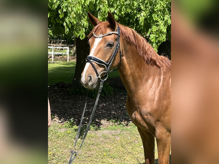 Hanoverian Mare 7 years 16 hh Chestnut-Red in Hamm
