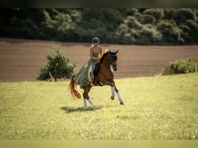 Hanoverian Mare 7 years 16 hh Chestnut-Red in Markgröningen