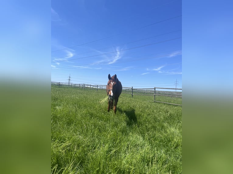 Hanoverian Mare 7 years 16 hh Chestnut-Red in Markgröningen