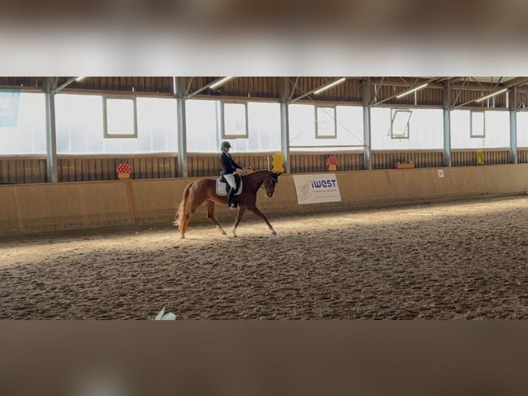 Hanoverian Mare 7 years 16 hh Chestnut-Red in Markgröningen