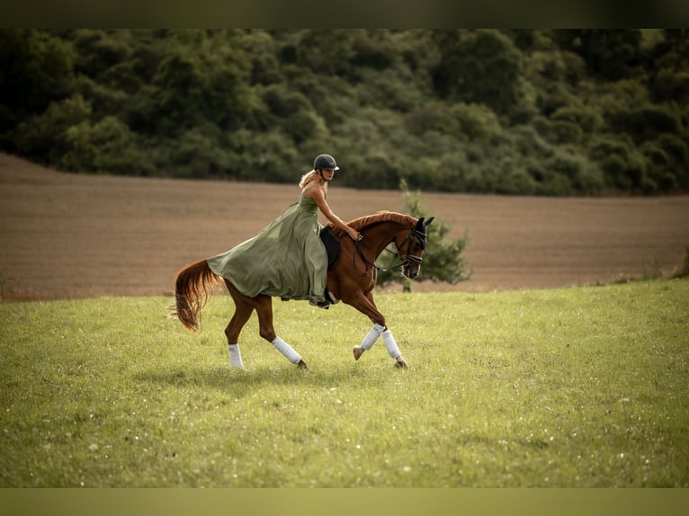 Hanoverian Mare 7 years 16 hh Chestnut-Red in Markgröningen