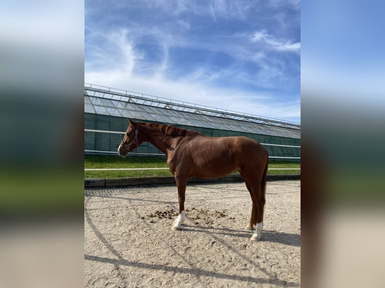 Hanoverian Mare 7 years 16 hh Chestnut-Red in Markgröningen