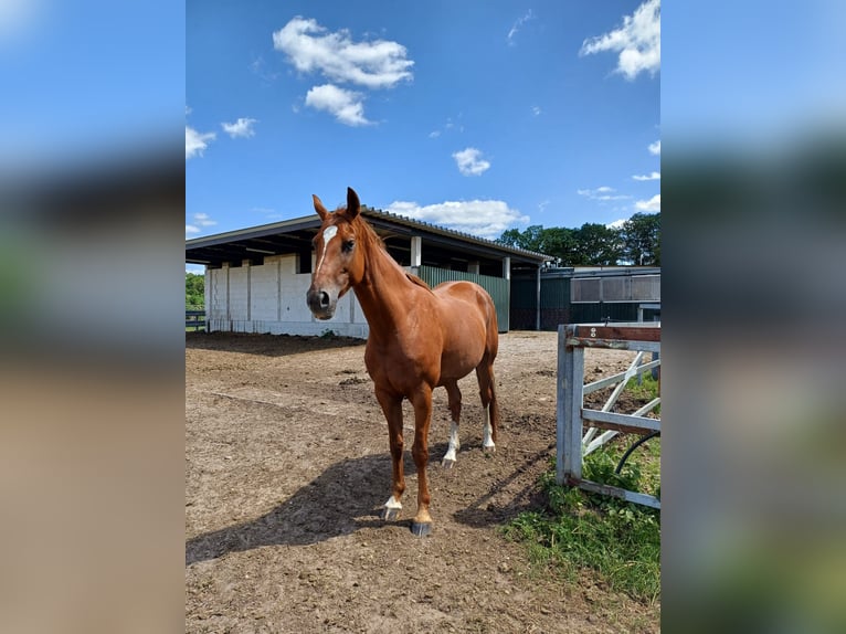 Hanoverian Mare 7 years 16 hh Chestnut-Red in Lindern (Oldenburg)
