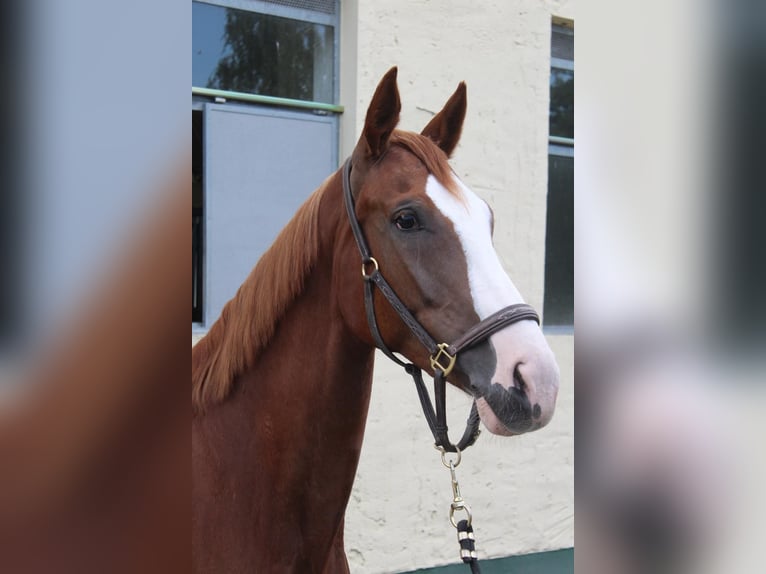 Hanoverian Mare 7 years 16 hh Chestnut in Irchwitz