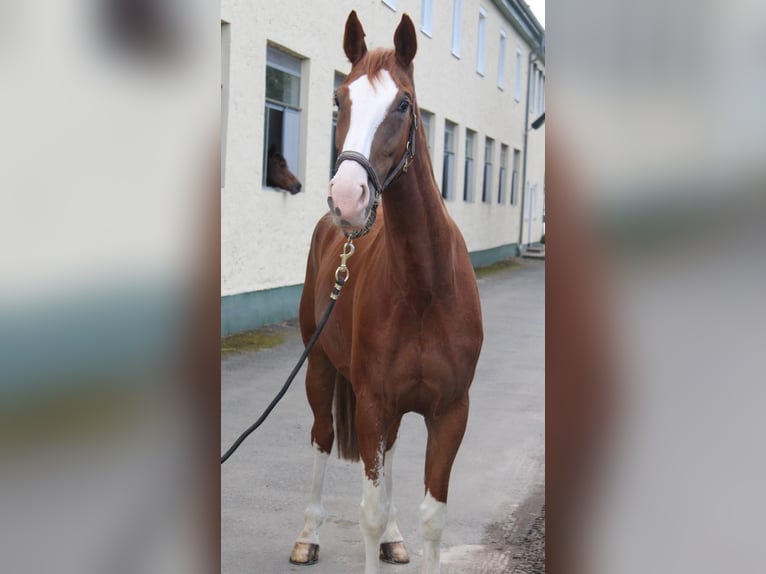 Hanoverian Mare 7 years 16 hh Chestnut in Irchwitz