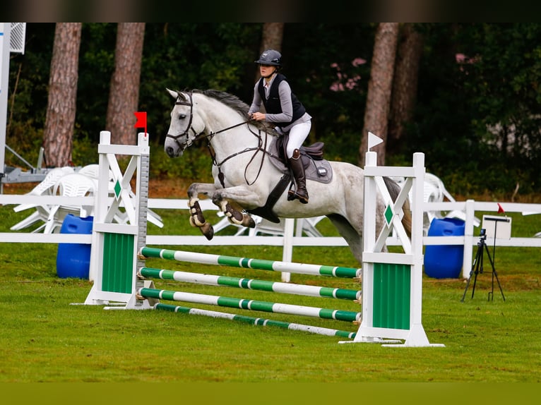 Hanoverian Mare 7 years 16 hh Grey-Dapple in Hechthausen