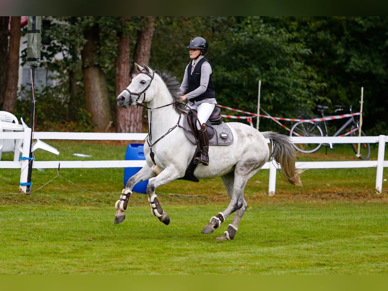 Hanoverian Mare 7 years 16 hh Grey-Dapple in Hechthausen