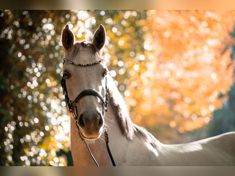 Hanoverian Mare 7 years 16 hh Grey-Dapple in Hechthausen