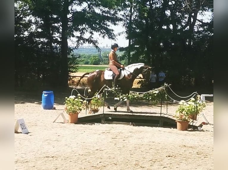 Hanoverian Mix Mare 7 years 16 hh Pinto in Kiskőrös