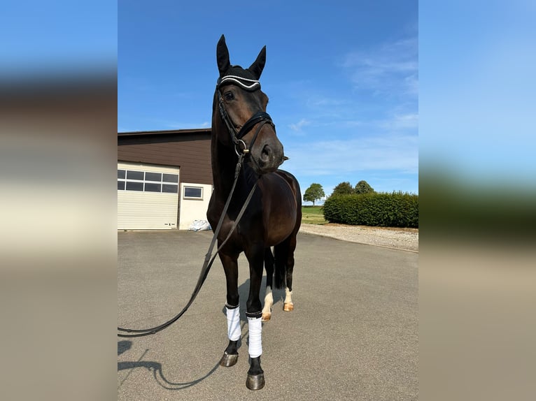 Hanoverian Mare 7 years 16,1 hh Bay-Dark in Villingen-Schwenningen