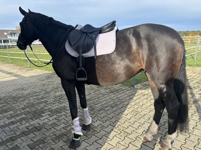 Hanoverian Mare 7 years 16,1 hh Bay-Dark in Villingen-Schwenningen