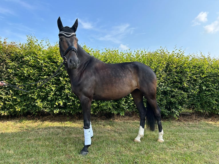 Hanoverian Mare 7 years 16,1 hh Bay-Dark in Villingen-Schwenningen