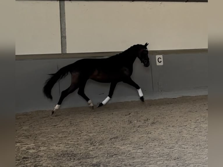 Hanoverian Mare 7 years 16,1 hh Bay-Dark in Villingen-Schwenningen