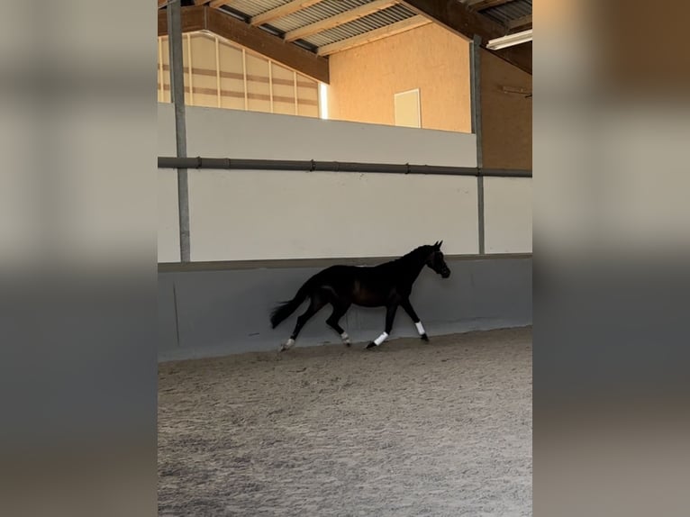 Hanoverian Mare 7 years 16,1 hh Bay-Dark in Villingen-Schwenningen
