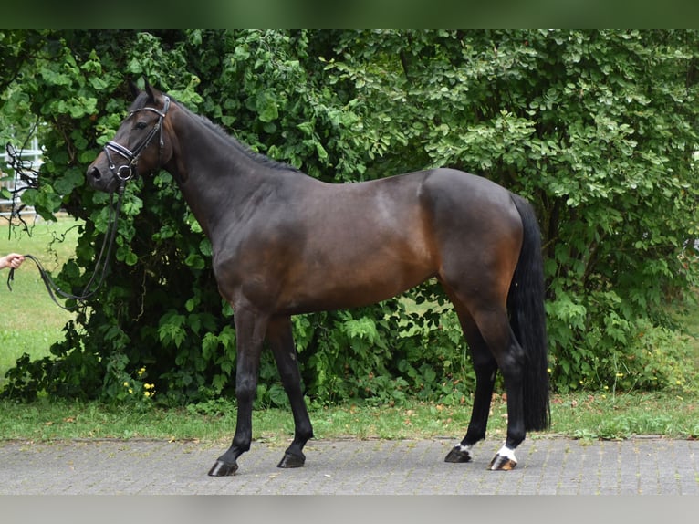 Hanoverian Mare 7 years 16,1 hh Bay-Dark in Herbstein